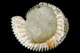 Iridescent, Pyritized Ammonite Fossil - Russia #181238-1